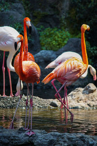 Flamingoes in a lake