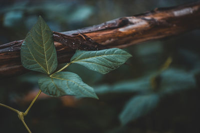 Close-up of leaves against blurred background