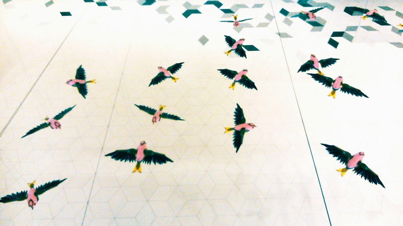 HIGH ANGLE VIEW OF BIRDS ON PAPER