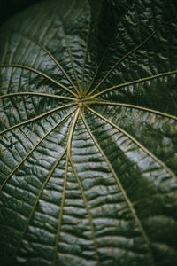 Close-up of leaf