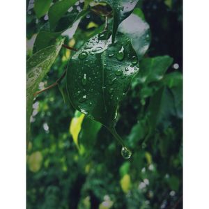 Close-up of wet plant during rainy season