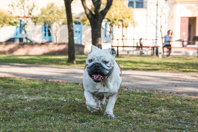 Portrait of dog on field