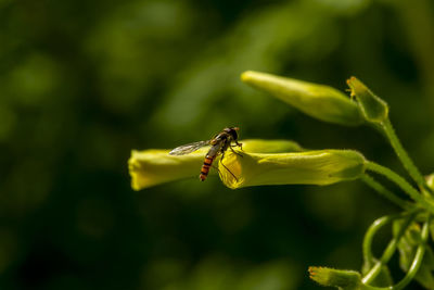 A mimic fly pollinating a yellow flower 