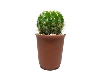 Close-up of potted cactus plant against white background