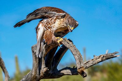 Low angle view of eagle perching on tree