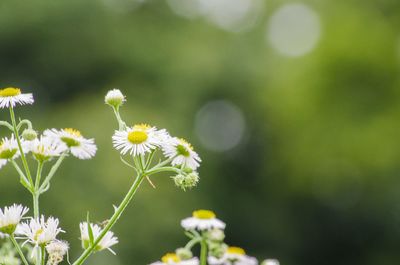 Close-up of white daisy blooming outdoors