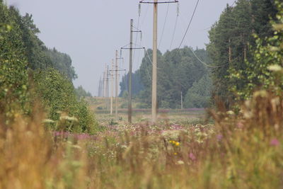 Plants growing on field