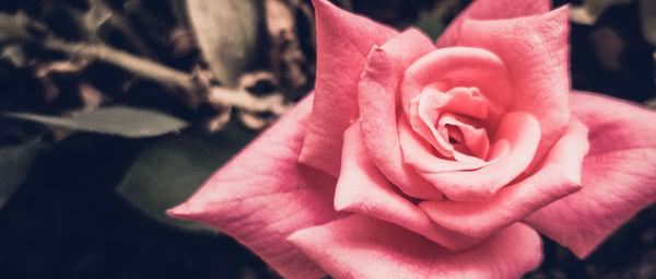 Close-up of pink rose