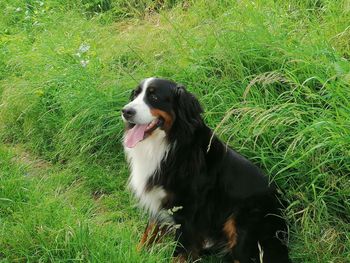 Dog looking away on field