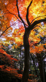 Low angle view of maple tree