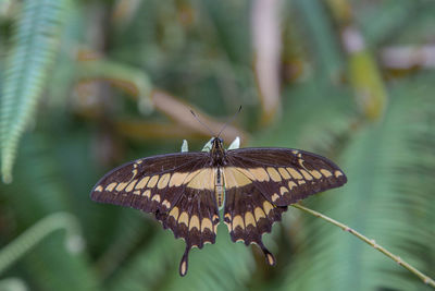 Close-up of butterfly on flower