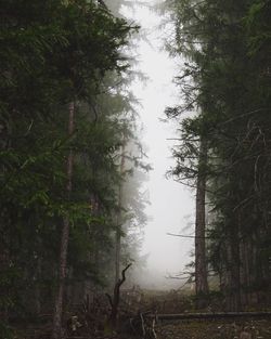 Trees in forest