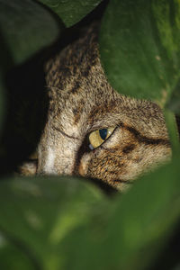 Close-up portrait of a cat