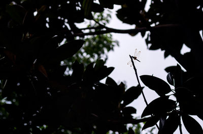 Low angle view of silhouette bird on branch against sky