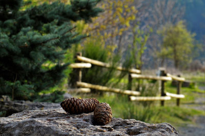 Close-up of lizard on rock