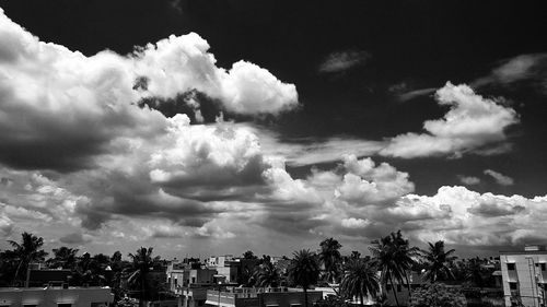 Low angle view of palm trees against cloudy sky