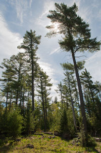 Pine trees in forest against sky