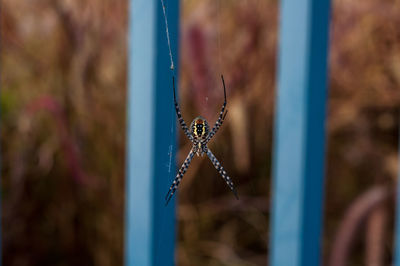 Close-up of spider on web