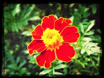 Close-up of red flower