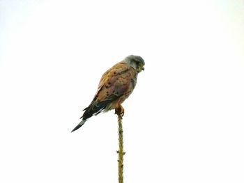 Close-up of bird perching on white background