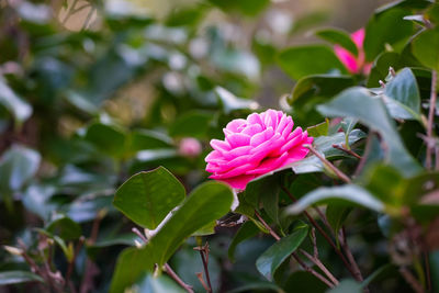 Close-up of pink flowering plant