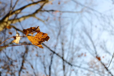 Low angle view of plant against sky