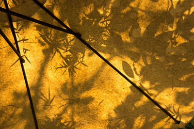 High angle view of yellow leaves on plant