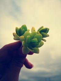 Close-up of hand holding plant against sky