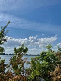 Plants by lake against sky