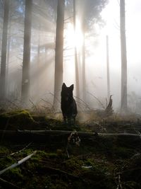 Cat looking away in sunlight