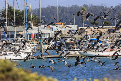 Birds in flight