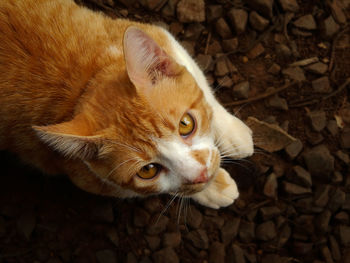 Close-up portrait of a cat