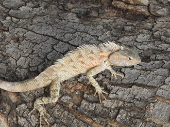 High angle view of a lizard on rock