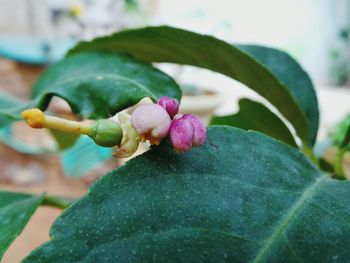 Close-up of plant