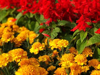 High angle view of marigold flowers blooming outdoors