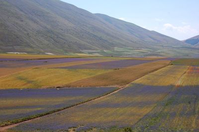 Scenic view of agricultural field against sky