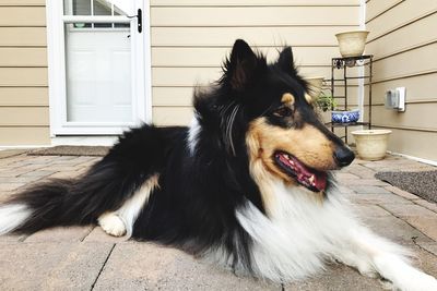 Close-up of dog sitting at home