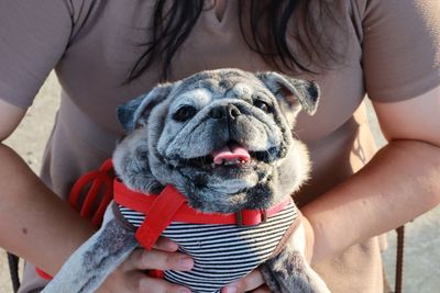 Cropped hand of woman holding pug