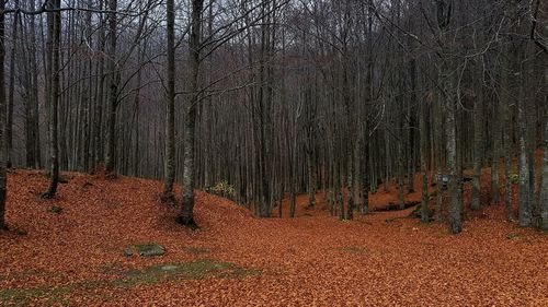 Bare trees in forest during autumn