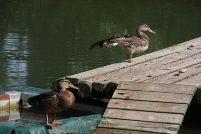 Ducks in the sun at the lake