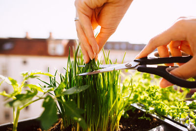 Cropped hands of woman cutting herbs with scissors