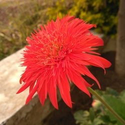 Close-up of red flower