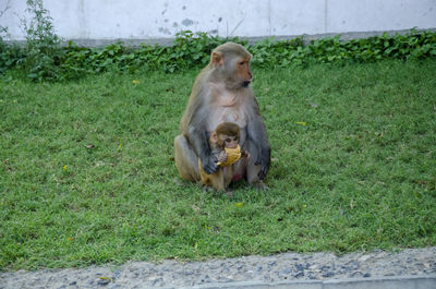 Selective focus on mother monkey feeding milk to her baby in the park.
