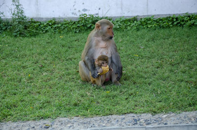 Selective focus on mother monkey feeding milk to her baby in the park.