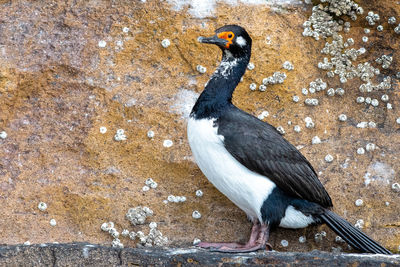 Bird perching on rock
