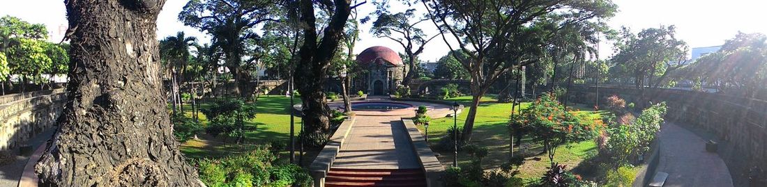 Trees in park