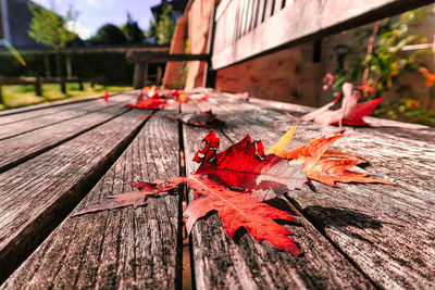 Close-up of dry leaves on table