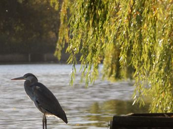 Gray heron perching on tree