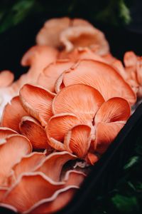 Close-up of flower petals