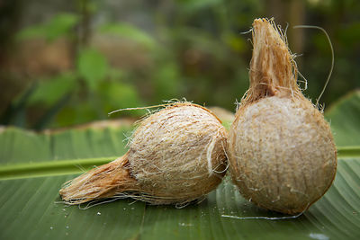 Close-up of coconuts on banana leaf